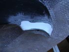 Dsc01099.jpg (10277 bytes)